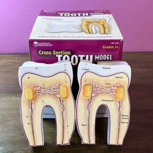 Foam Tooth Model Learning Resource